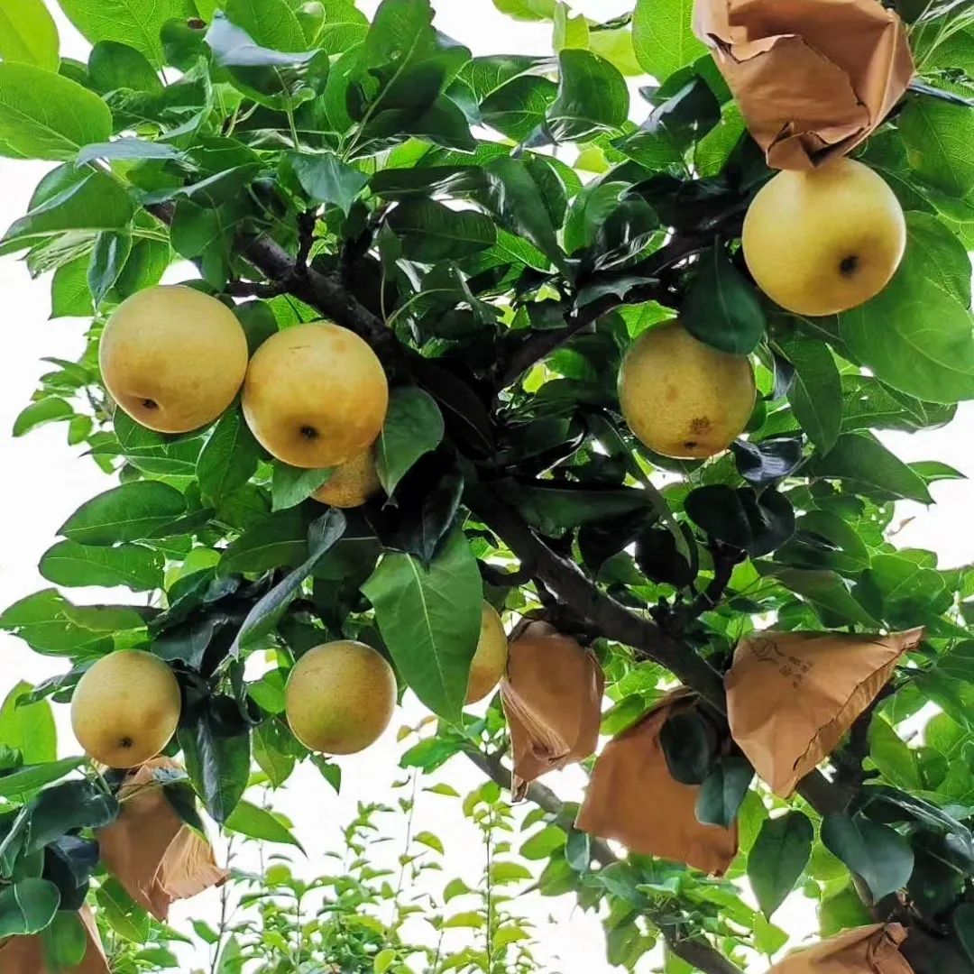 许昌网-千亩优质品种梨被订购一空